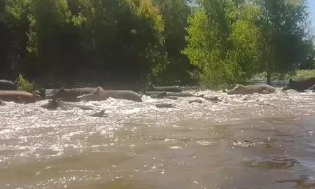 entre rios: se conocieron terribles videos de una plaga de jabalies entre rios: se conocieron terribles videos de una plaga de jabalies
