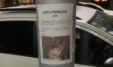 Luis, el gato perdido que es viral tras ser hallado al lado de aviso con el que lo buscaban Luis, el gato perdido que es viral tras ser hallado al lado de aviso con el que lo buscaban