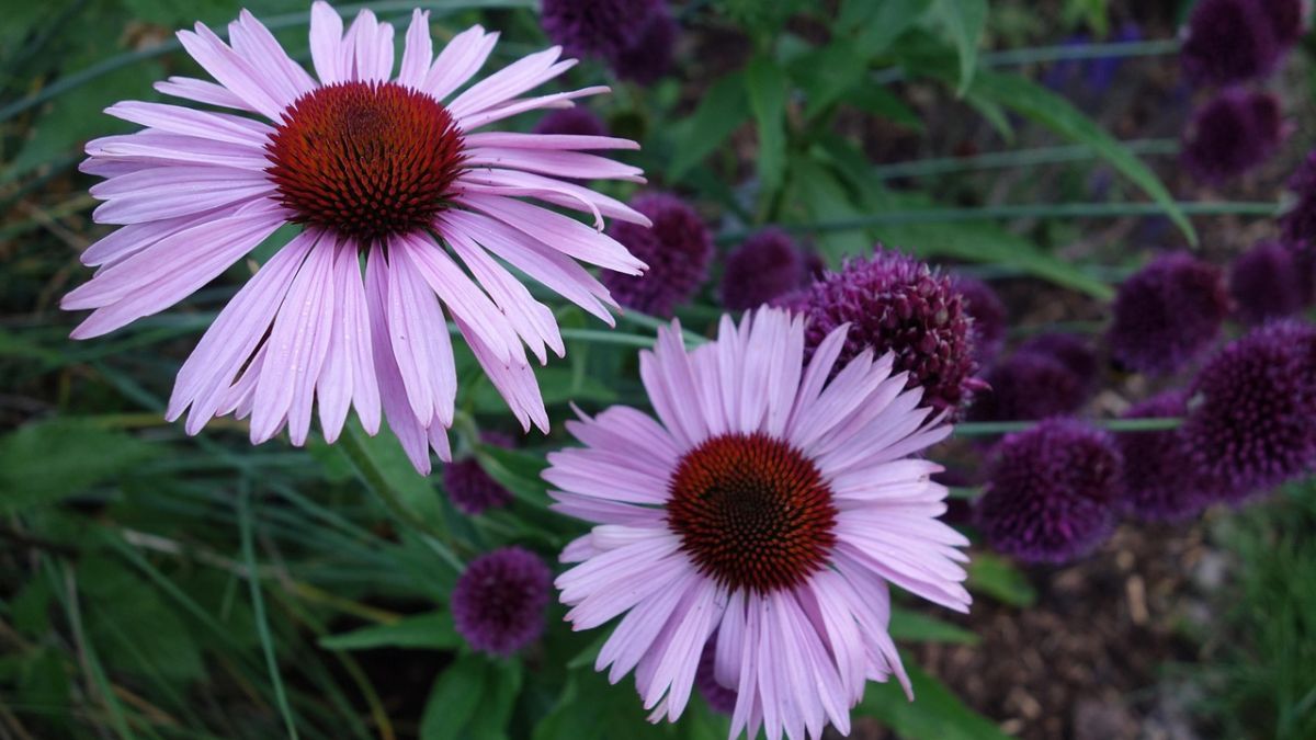 Rústica y resistente, la Echinacea vuelve a florecer cada año sin necesidad de grandes cuidados. Rústica y resistente, la Echinacea vuelve a florecer cada año sin necesidad de grandes cuidados.