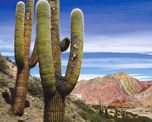 Descubrí el Parque Nacional Los Cardones en Salta. Guía completa para recorrer la Cuesta del Obispo, ver cactus gigantes y avistar cóndores en los Valles Calchaquíes. Descubrí el Parque Nacional Los Cardones en Salta. Guía completa para recorrer la Cuesta del Obispo, ver cactus gigantes y avistar cóndores en los Valles Calchaquíes.