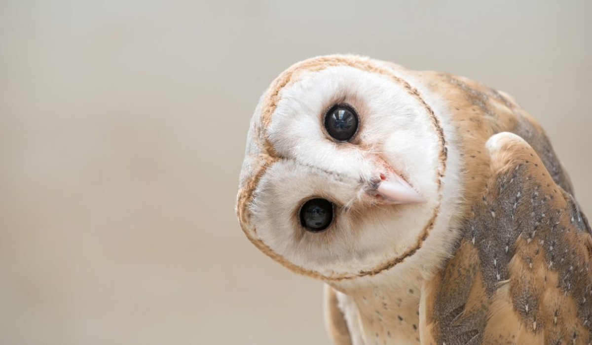 ¿Es malo encontrar una lechuza en casa?