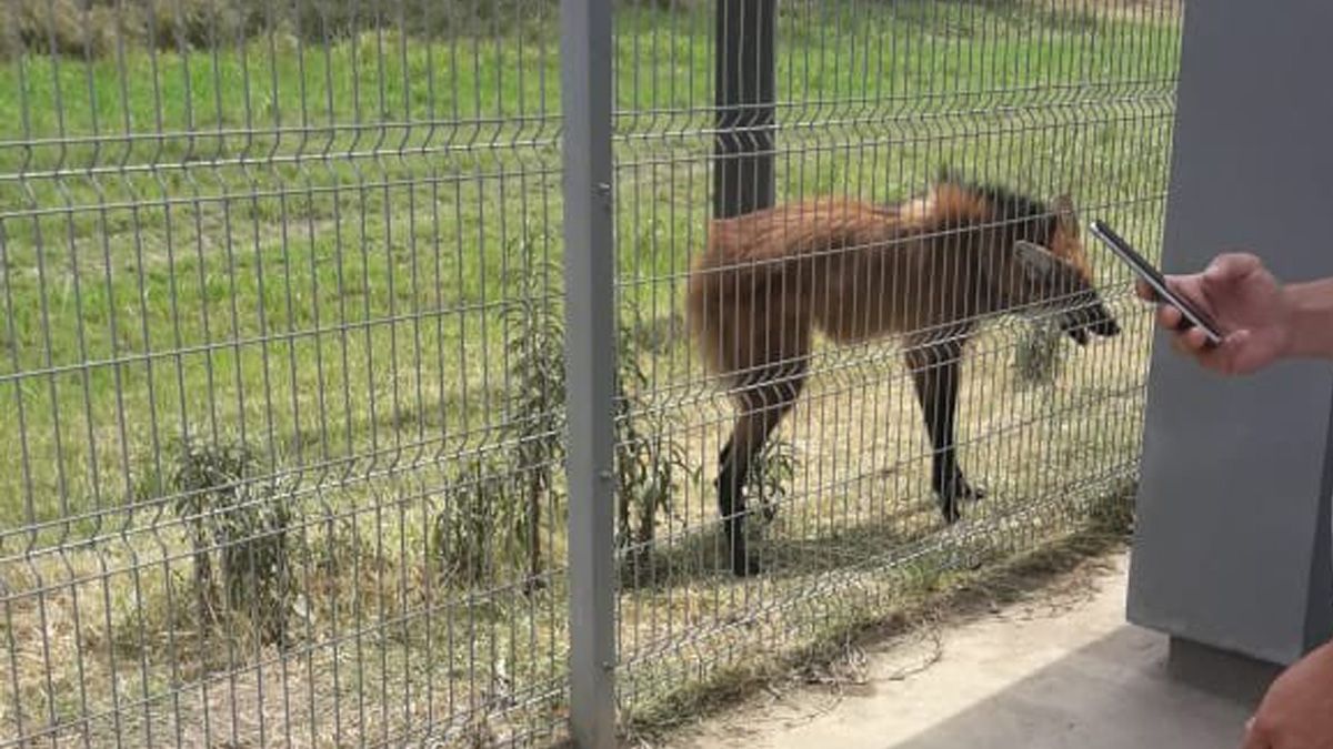 Un aguara guazú en un shooping de Resistencia