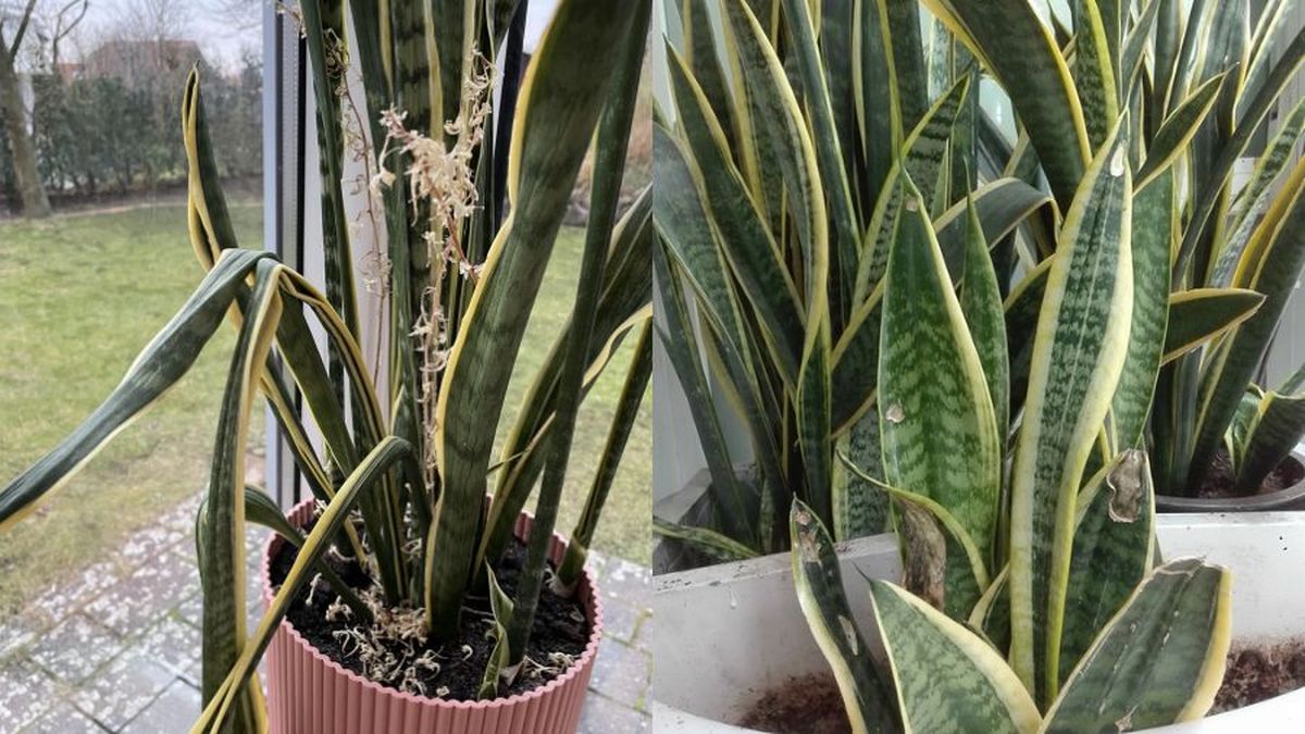 Las hojas arrugadas indican deshidratación