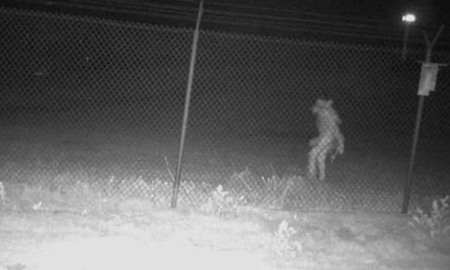 Una misteriosa aparición de una extraña criatura cerca de un zoológico de Texas Una misteriosa aparición de una extraña criatura cerca de un zoológico de Texas