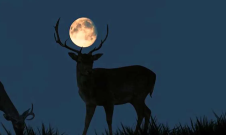 Superluna de Ciervo 2022: cómo afectará a cada signo del horóscopo el evento astrológico del mes Superluna de Ciervo 2022: cómo afectará a cada signo del horóscopo el evento astrológico del mes