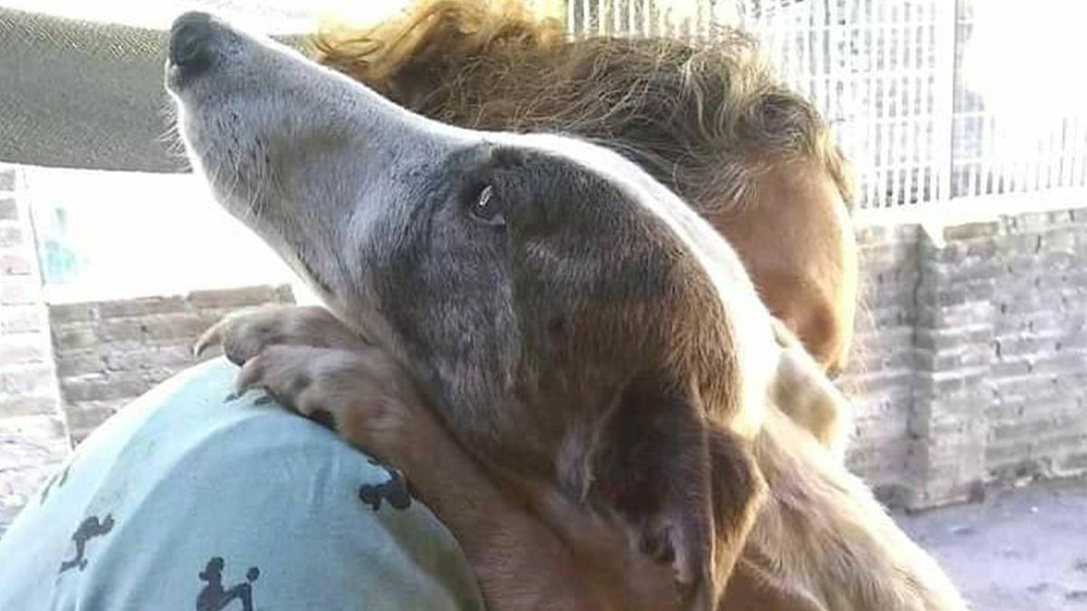 Uno de los galgos secuestrados, ya en el espacio de la Protectora.