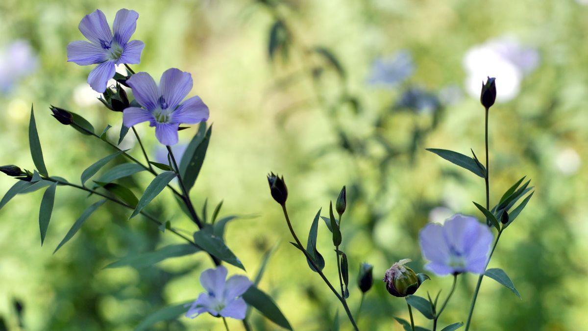 Aporta flores delicadas y de crecimiento rápido en primavera. Aporta flores delicadas y de crecimiento rápido en primavera.