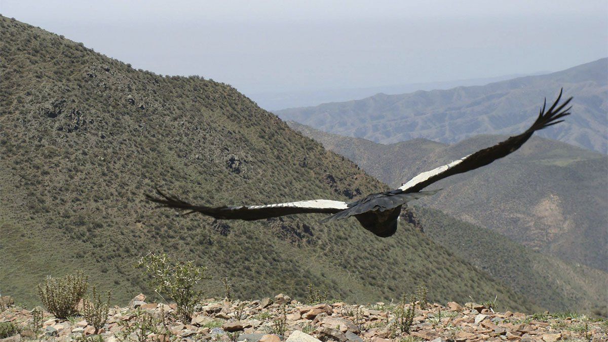 Liberación de un cóndor andino en San Juan por parte del Programa de Conservación del Cóndor Andino.