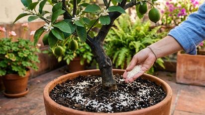 Poner arroz crudo en la tierra del limonero: por qué lo recomiendan los expertos en jardinería
