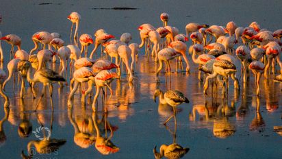 Por qué aparecen flamencos en esta época del año en la laguna Setúbal: la explicación de una especialista