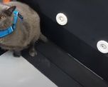video: un gato con sobrepeso rechazo la rutina de gimnasia y se volvio viral video: un gato con sobrepeso rechazo la rutina de gimnasia y se volvio viral