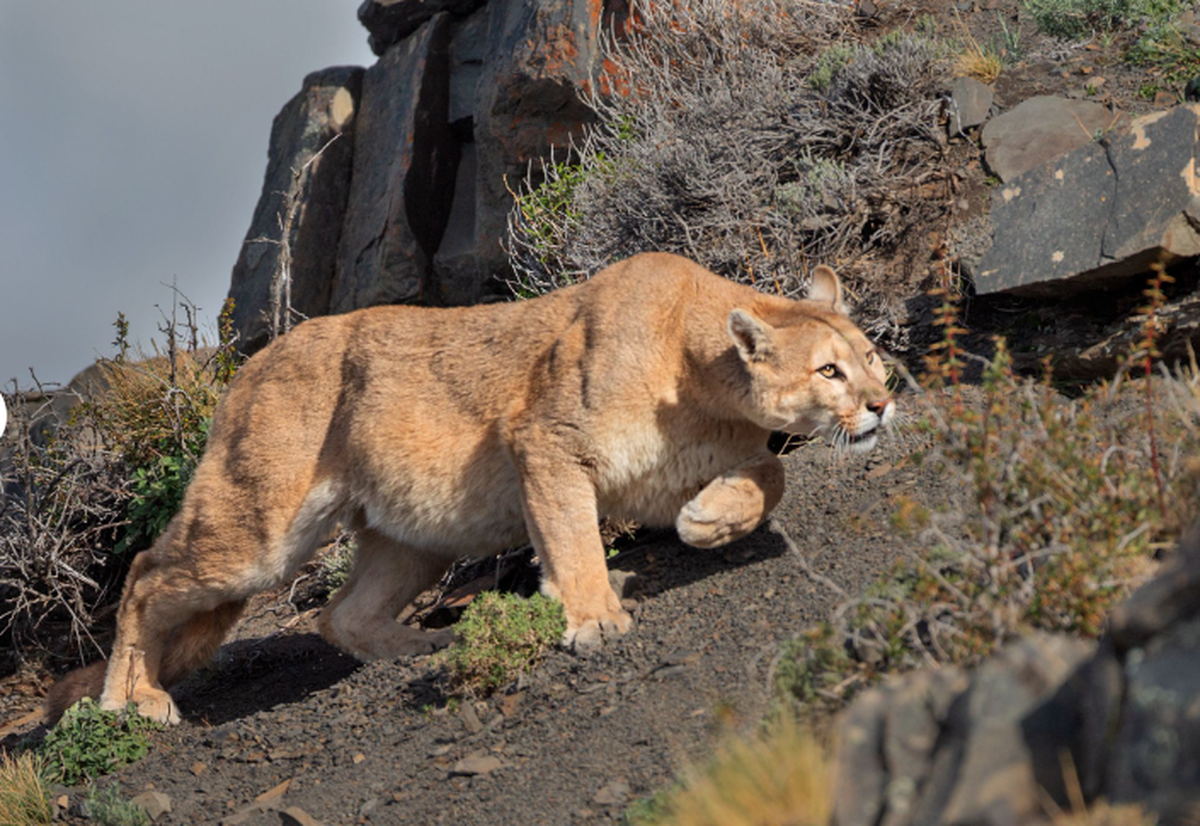 Seis consejos y recomendaciones que debes seguir en caso de que te encuentres con un puma.