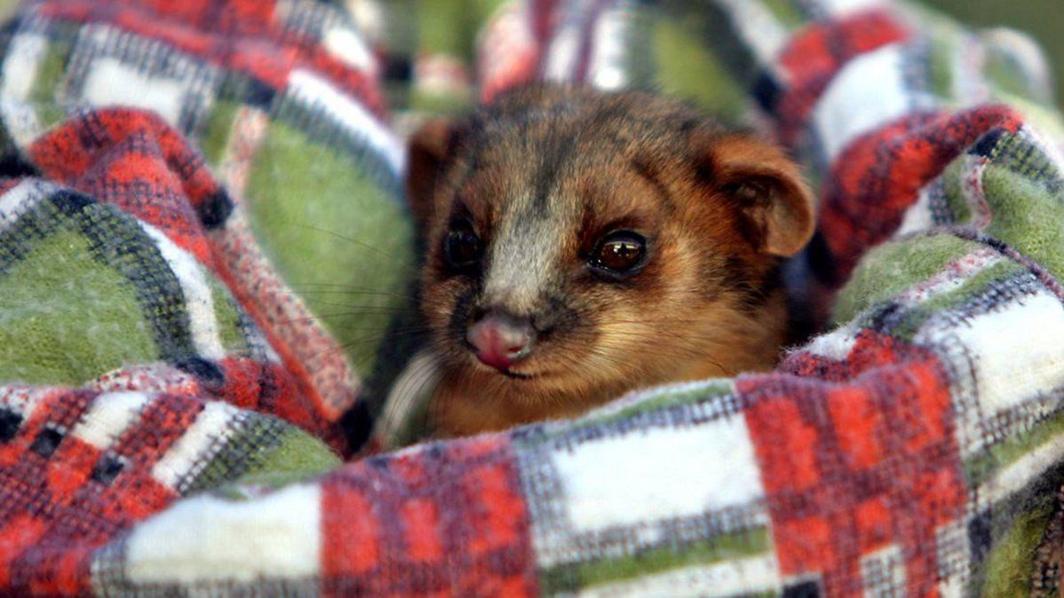 Un marsupial nocturno destroza una oficina, se acomoda en un rincón y se convierte en un meme viral