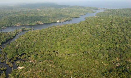 La Amazonía genera más dióxido de carbono del que absorbe La Amazonía genera más dióxido de carbono del que absorbe
