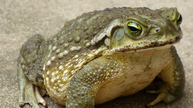 La orina del sapo no causa ceguera, pero sus secreciones pueden irritar los ojos.
