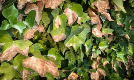 Antes de descartar una planta con hojas caídas o bordes amarillos, es fundamental verificar si el tallo sigue flexible, señal de que todavía puede recuperarse. Antes de descartar una planta con hojas caídas o bordes amarillos, es fundamental verificar si el tallo sigue flexible, señal de que todavía puede recuperarse.