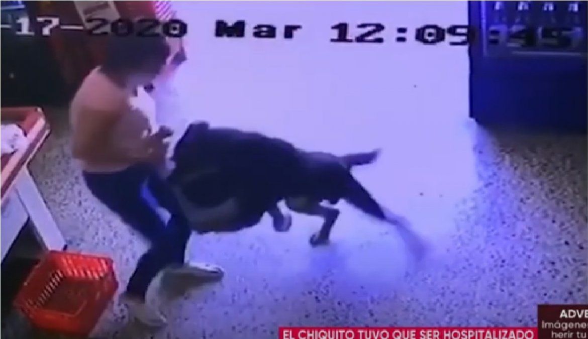 El salvaje ataque de un perro a un nene que quiso acariciarlo