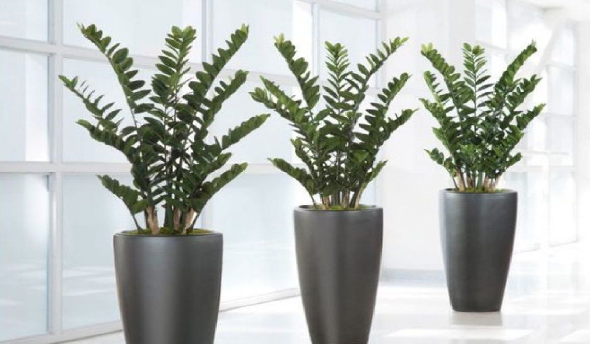 Zamioculca: una planta todoterreno.