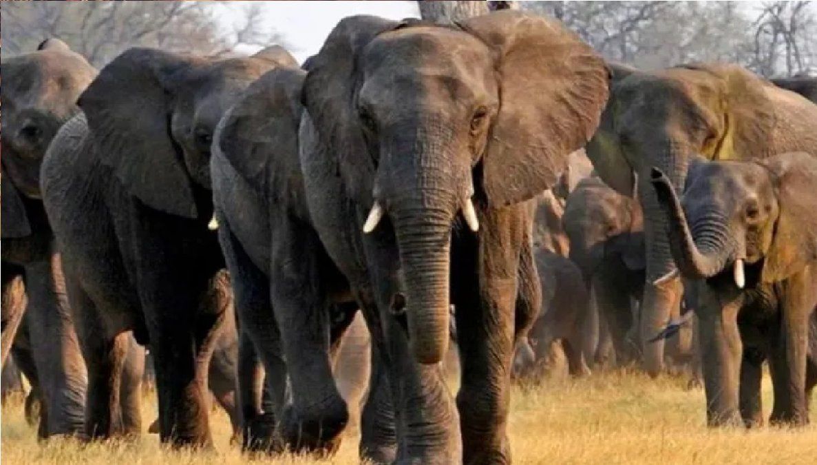 Una manada de elefantes arrasó una plantación de bananas pero dejó en pie la que tenía un nido lleno de pajaritos bebés