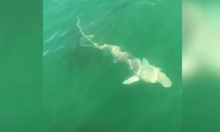 Video viral: un pez gigante se comió a un tiburón de un solo bocado. Video viral: un pez gigante se comió a un tiburón de un solo bocado.