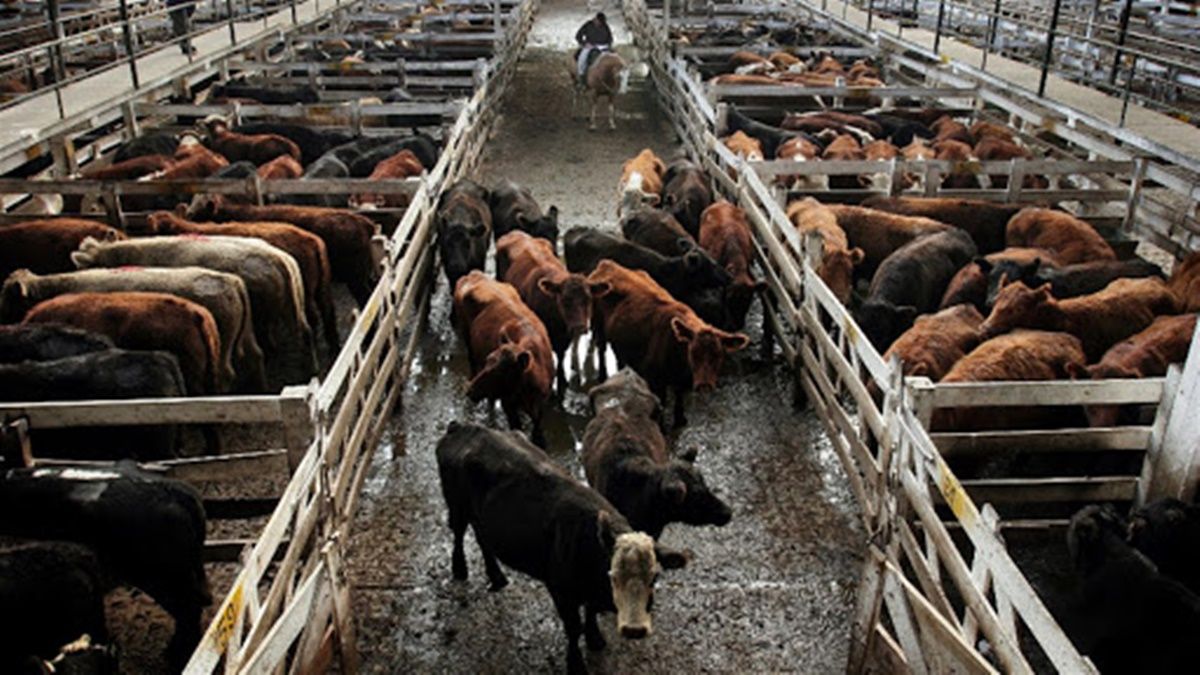 El sistema podrá ser utilizado especialmente para concretar operaciones de compraventa de capones en Rosporc y gordos en el Rosgan.