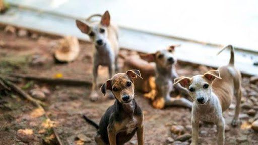 Para que vuelvan a confiar, es necesario mucho amor y paciencia