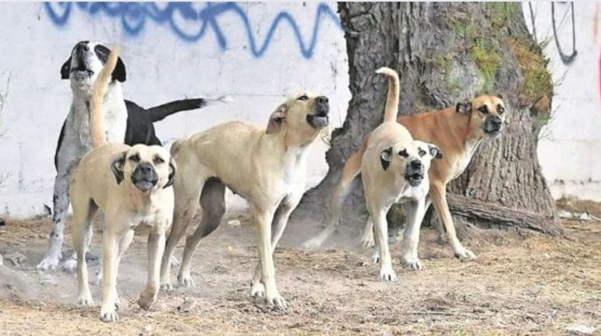Conmoción en Tucumán: murió un nene de 9 años atacado por una jauría mientras jugaba con sus amigos