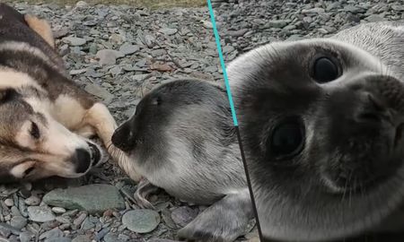 El hecho ocurrió en Rusia. El perro la protegió durante días. El hecho ocurrió en Rusia. El perro la protegió durante días.