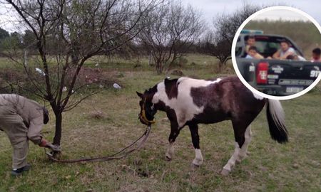 detuvieron a 13 personas por una cinchada de caballos: los vecinos afirman que es habitual detuvieron a 13 personas por una cinchada de caballos: los vecinos afirman que es habitual