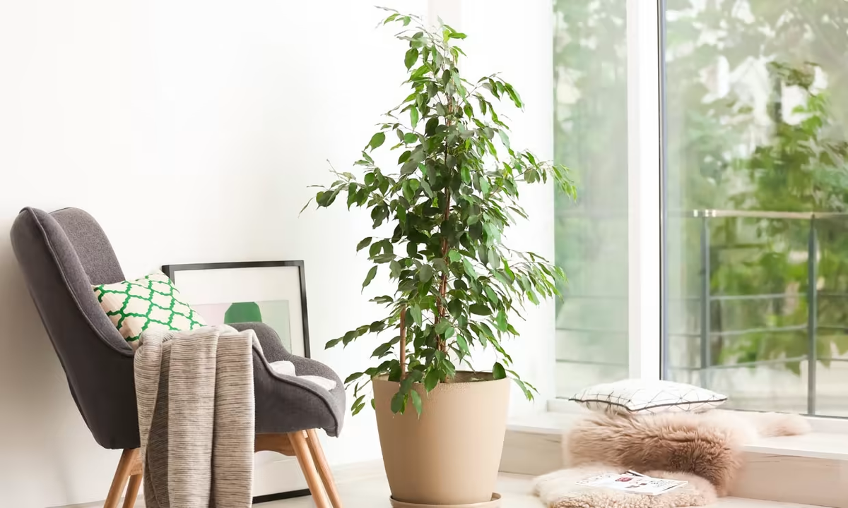 Ficus, alta y muy voluminosa.