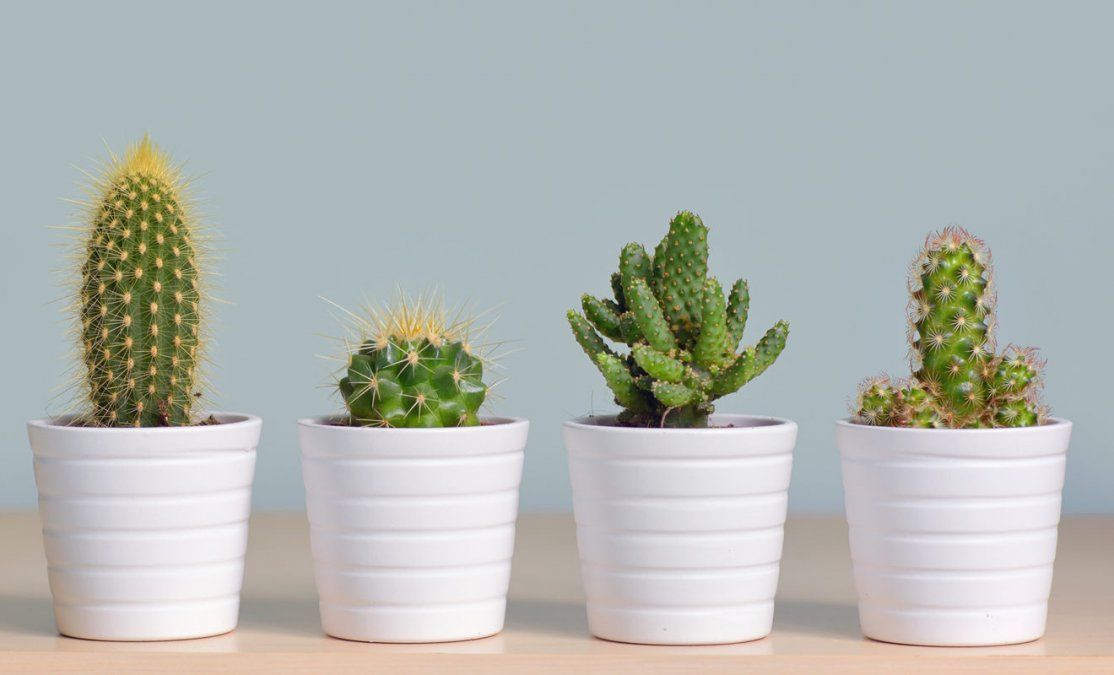 Dónde ubicar los cactus en la casa para evitar que atraigan energías negativas