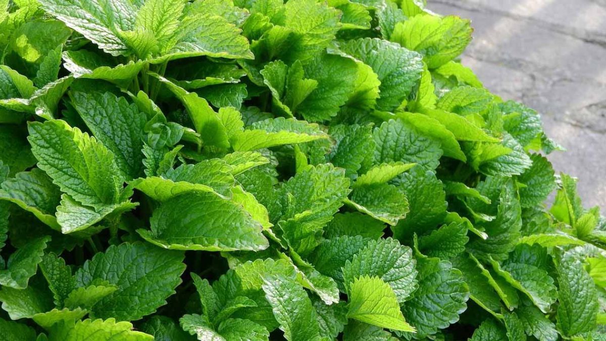 La melisa combina perfume c&iacute;trico y resistencia al calor, ideal para patios y balcones.