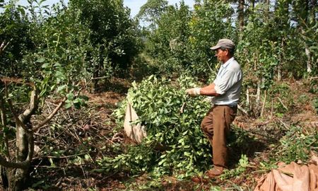 Los trabajadores que participan de la cosecha de la yerba mate se conocen como tareferos y son algunos de los más vulnerados y pobres en la producción agraria argentina. Los trabajadores que participan de la cosecha de la yerba mate se conocen como tareferos y son algunos de los más vulnerados y pobres en la producción agraria argentina.