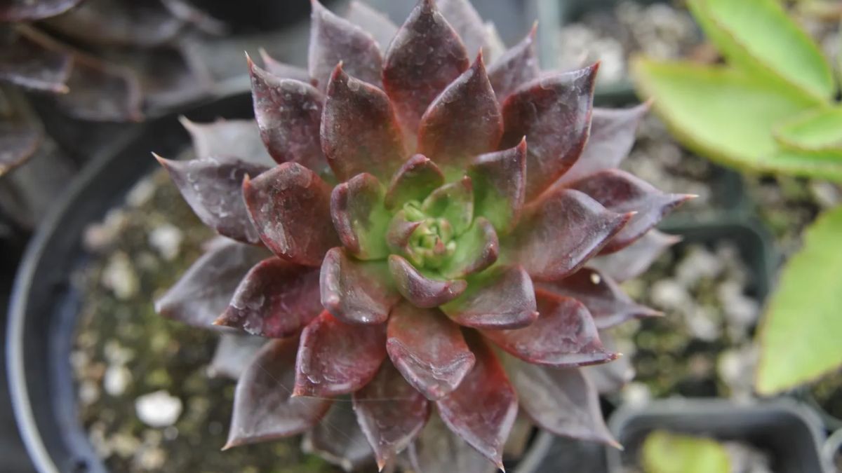 La suculenta oscura que intensifica su color con sol pleno y casi no necesita riego.