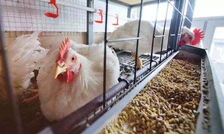 La Argentina recuperó el estatus sanitario de país libre de Influenza Aviar Altamente Patógena (IAAP) La Argentina recuperó el estatus sanitario de país libre de Influenza Aviar Altamente Patógena (IAAP)