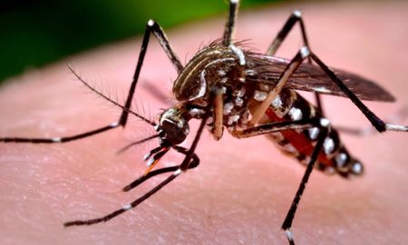 El chikungunya es una enfermedad transmitida por el mosquito Aedes aegypti que provoca fiebre alta y fuertes dolores articulares. El chikungunya es una enfermedad transmitida por el mosquito Aedes aegypti que provoca fiebre alta y fuertes dolores articulares.