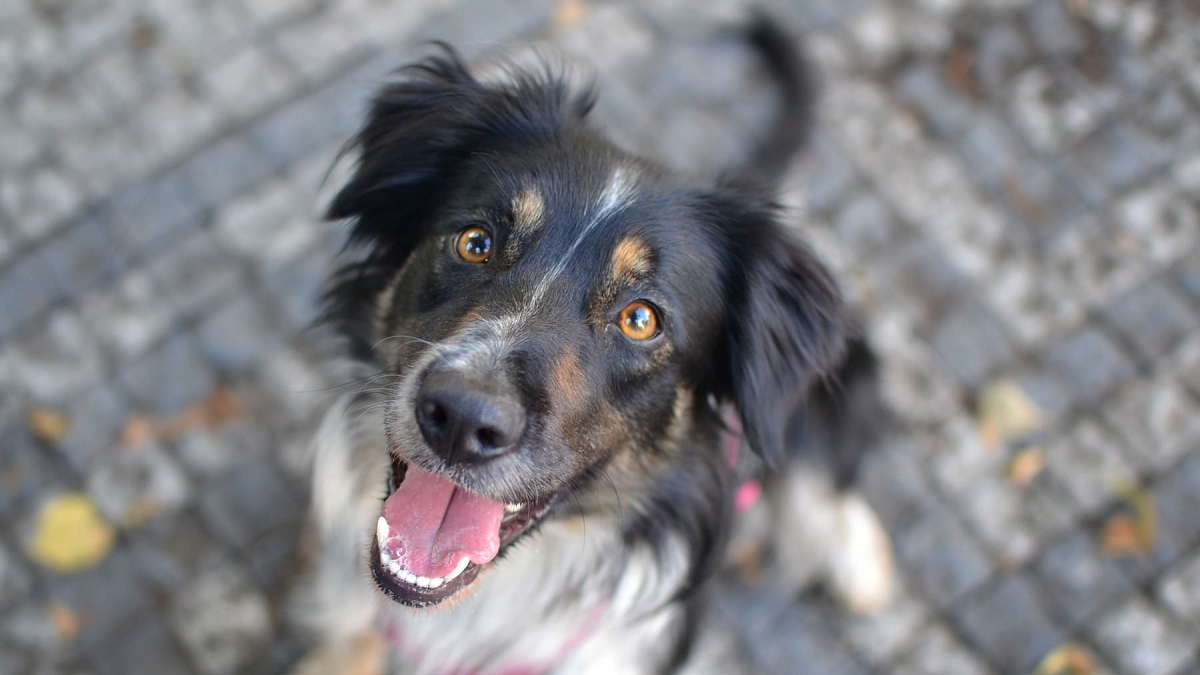 La ciencia explica por qué los perros son animales tan leales