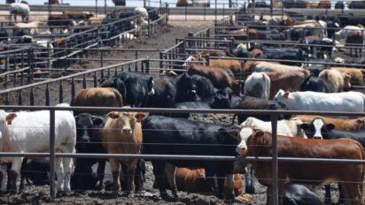 Ganadería 2025: alta rentabilidad, fuerte demanda interna y exportación en crisis