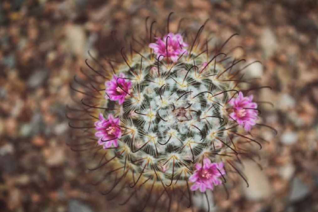 Suculentas o cactus: cuáles son sus diferencias y ventajas