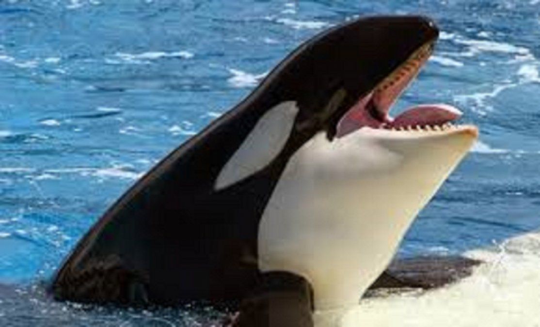 Orca apareció en Monte Hermoso y aterró a los turistas