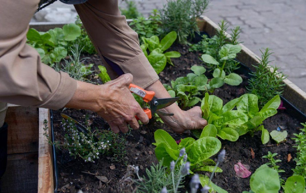 Huerta en casa: cómo elegir el sitio ideal