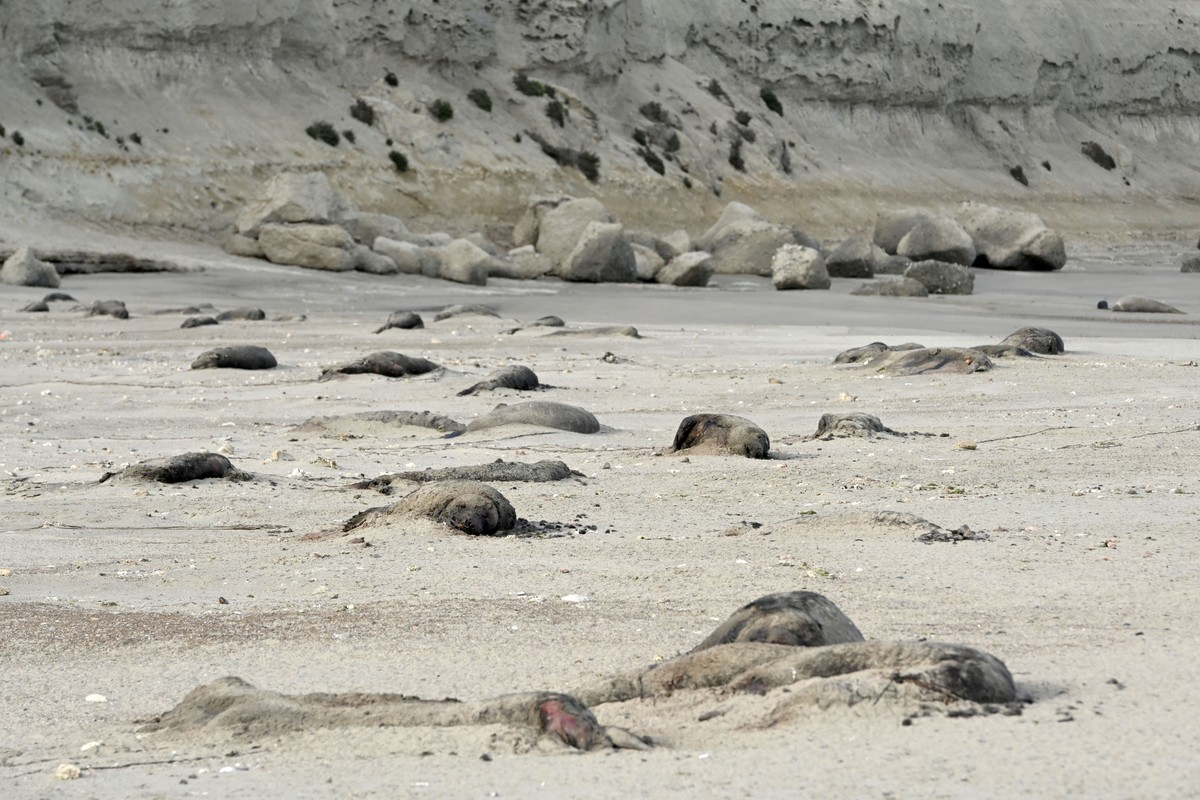El Senasa confirmó que los elefantes se contagiaron gripe aviar y murieron 9 de cada 10 crías. El Senasa confirmó que los elefantes se contagiaron gripe aviar y murieron 9 de cada 10 crías.