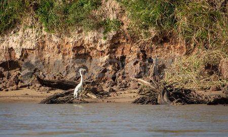 Con la bajante más importante en medio siglo, la cobertura de agua en las islas se replegó al mínimo. Con la bajante más importante en medio siglo, la cobertura de agua en las islas se replegó al mínimo.