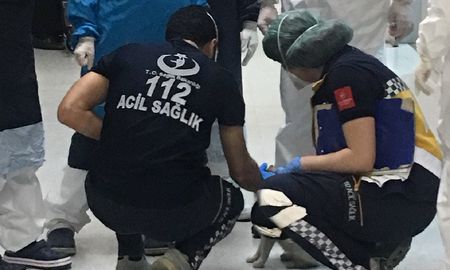 video: una gata llevo a su cria enferma a un hospital video: una gata llevo a su cria enferma a un hospital