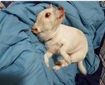 creyeron haber encontrado un extrano animal, pero la realidad resulto ser muy diferente