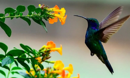 ¿Un colibrí visita tu casa?: significa que el alma de un ser amado te visita ¿Un colibrí visita tu casa?: significa que el alma de un ser amado te visita