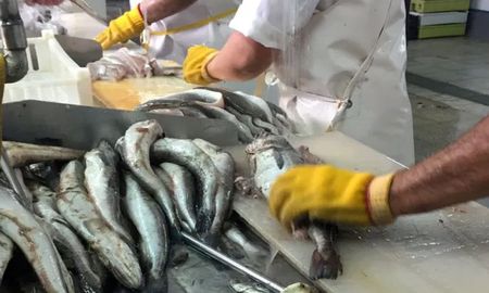 El biólogo e investigador del Conicet Norberto Oldani consideró que este año los peces han tenido una disminución de su ambiente por la bajante. El biólogo e investigador del Conicet Norberto Oldani consideró que este año los peces han tenido una disminución de su ambiente por la bajante.