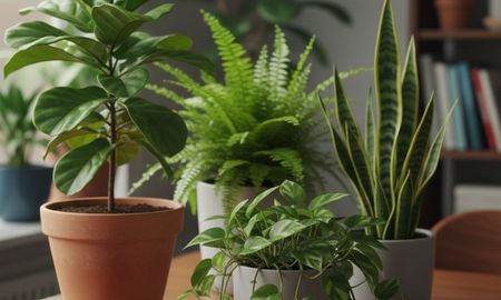 La planta aromática que espanta insectos en la cocina y casi no requiere cuidados. La planta aromática que espanta insectos en la cocina y casi no requiere cuidados.