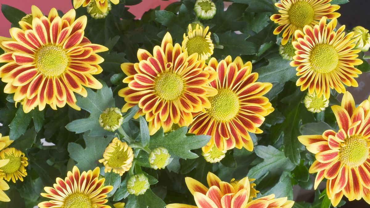 La gazania es una planta perenne de origen sudafricano. La gazania es una planta perenne de origen sudafricano.