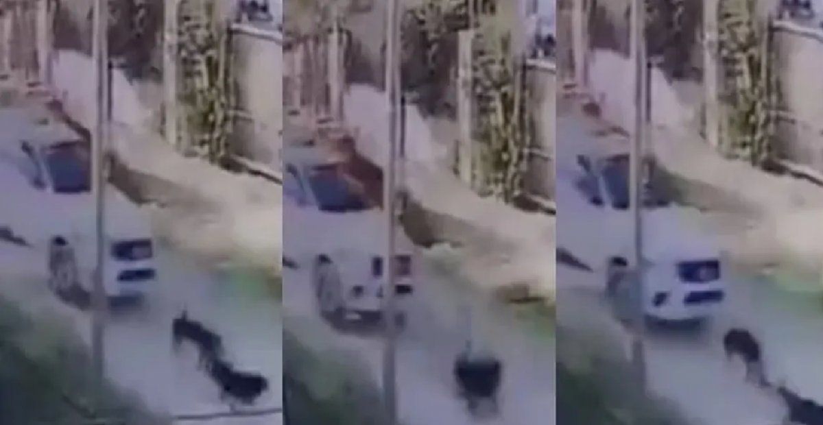 Un patrullero policial atropelló a un perro